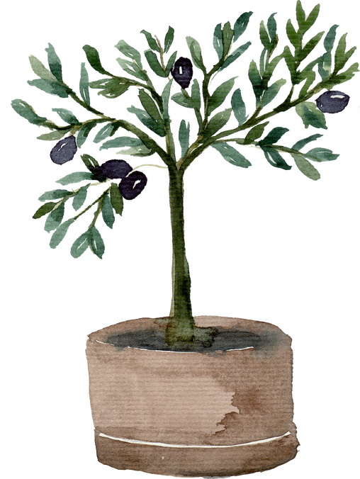 Decorative watercolor  olive tree