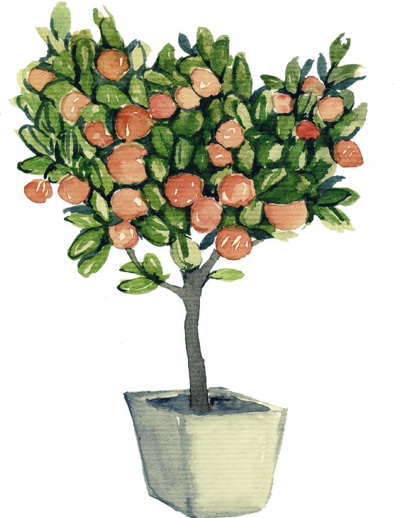 Decorative watercolor citrus tree