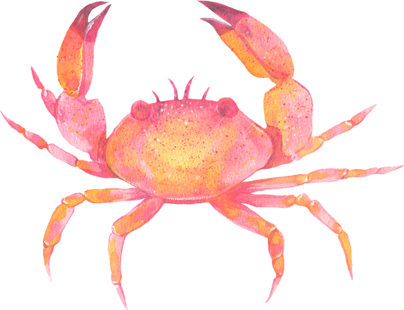 Colorful Crab Watercolor Illustration